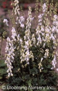 Aconitum septentrionale 'Ivorine'